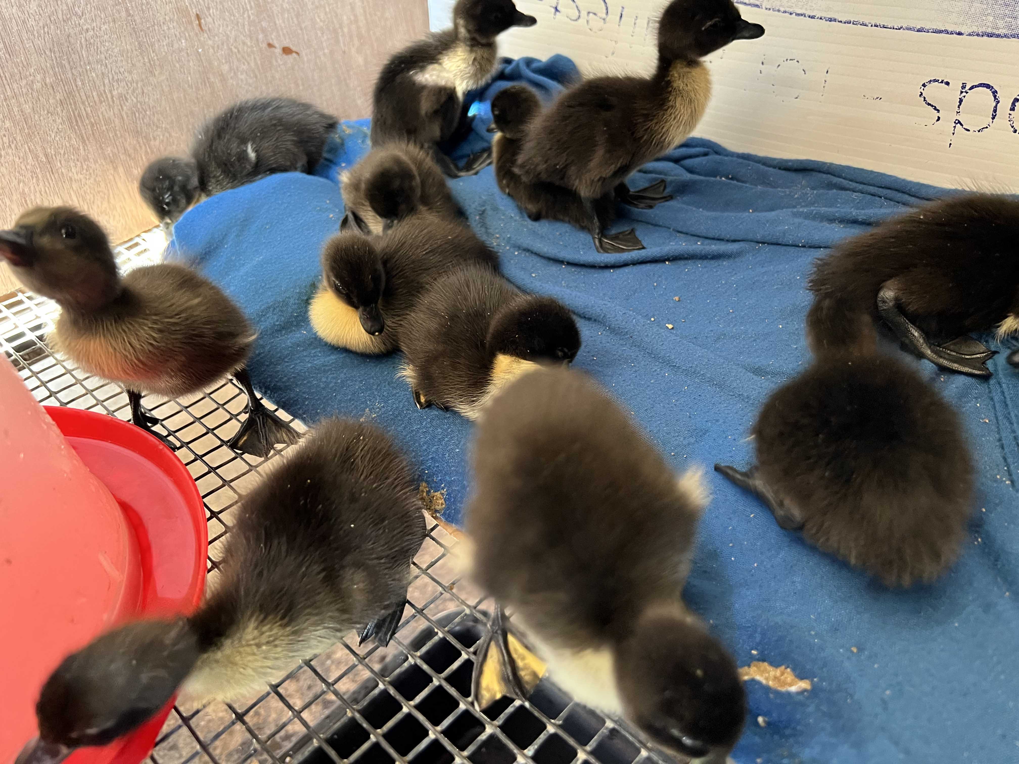 Picture of rearing ducklings