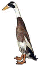 IRDA