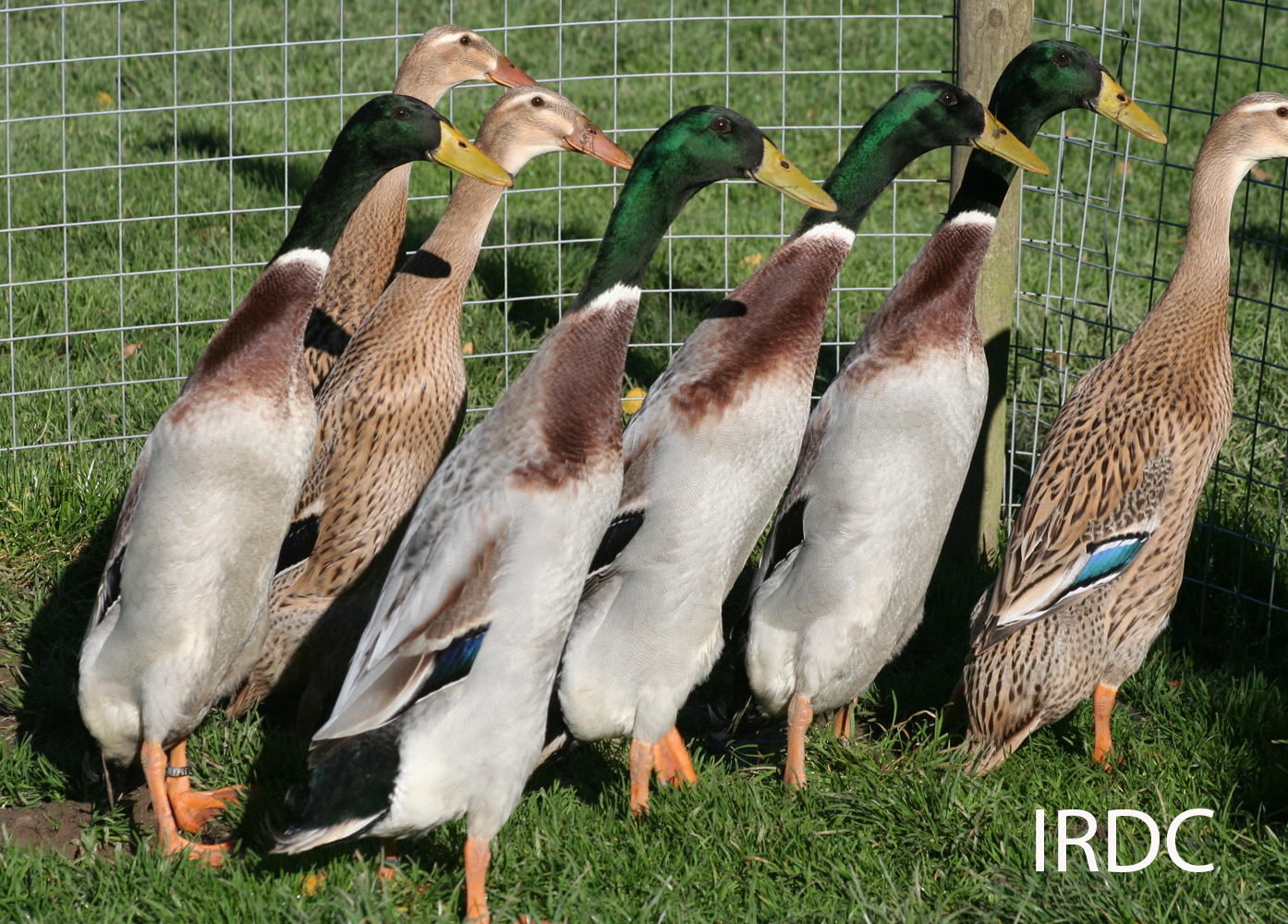 Indian Runner Duck Club Photos of Exhibition Colours of Indian Runners