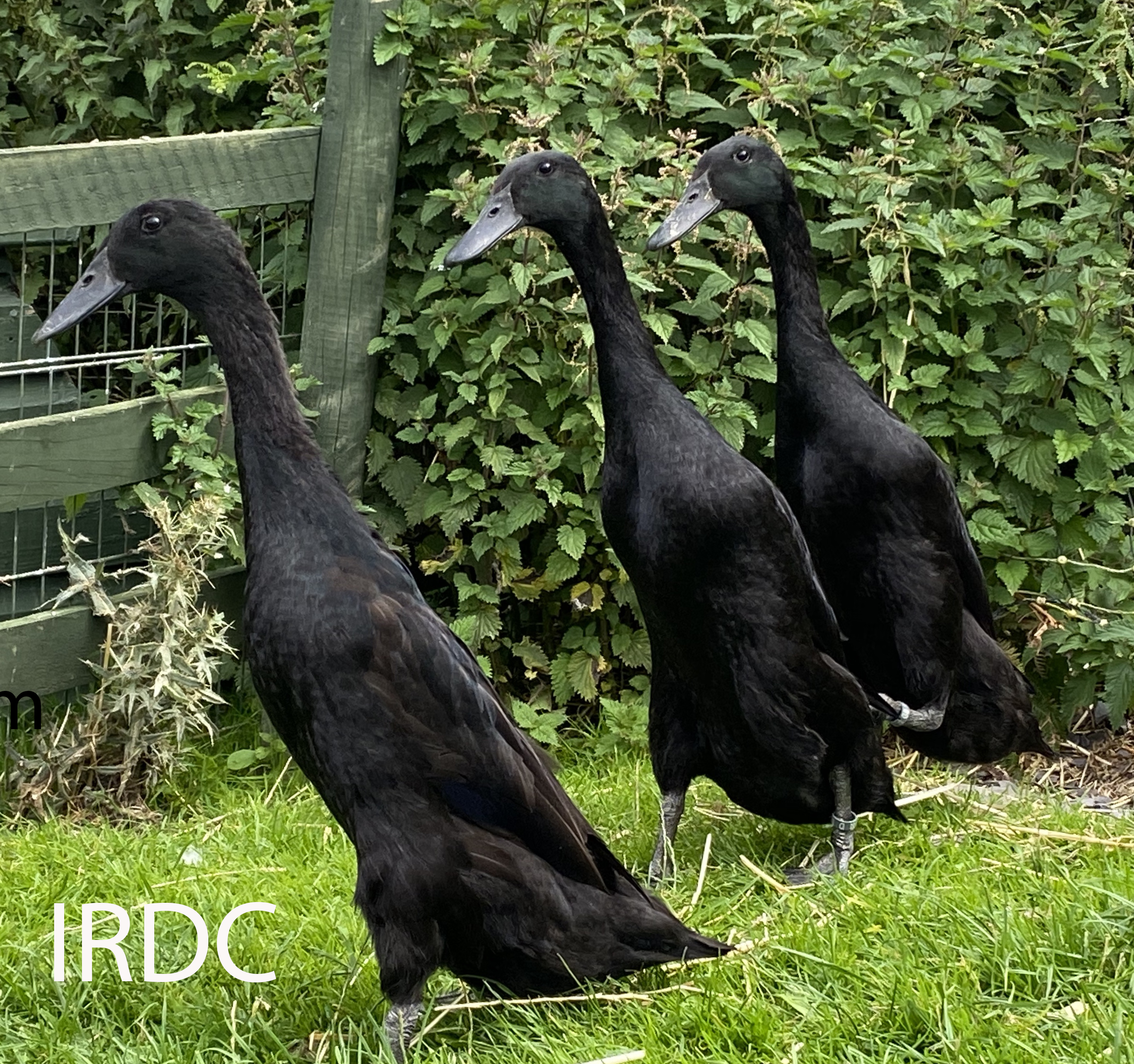 Picure of black female runner ducks