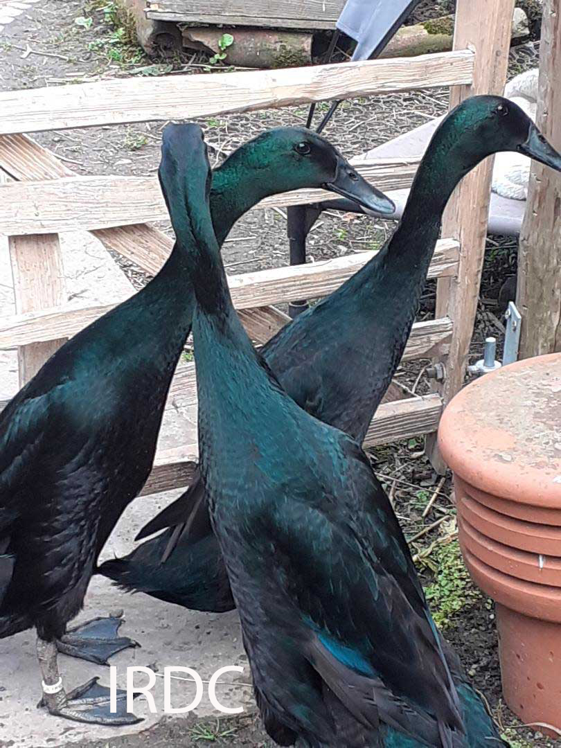 Picure of adult plumage