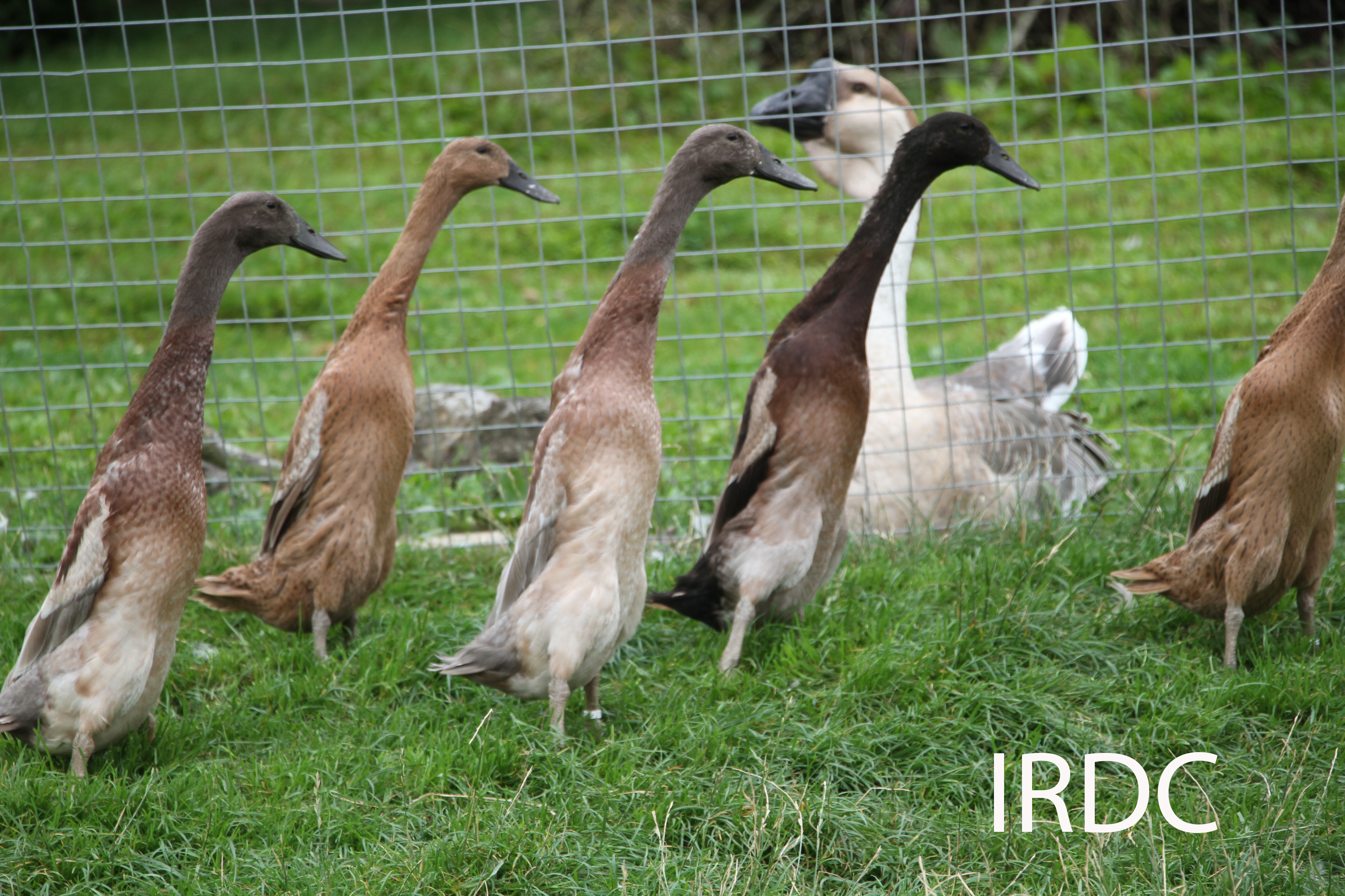 Picure of fawn drake and two blue dusky drakes