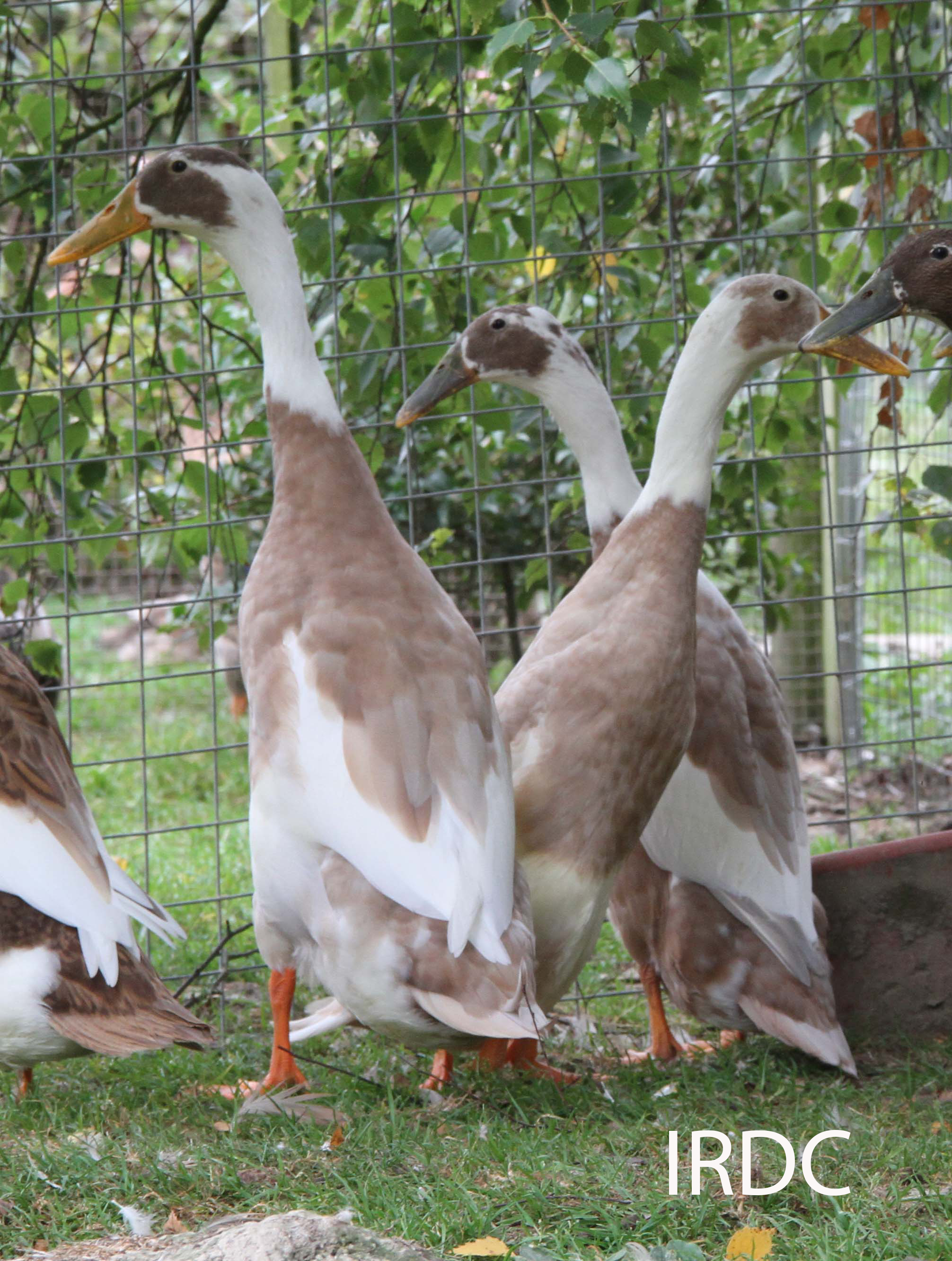 Picure of fawn and white and blue
