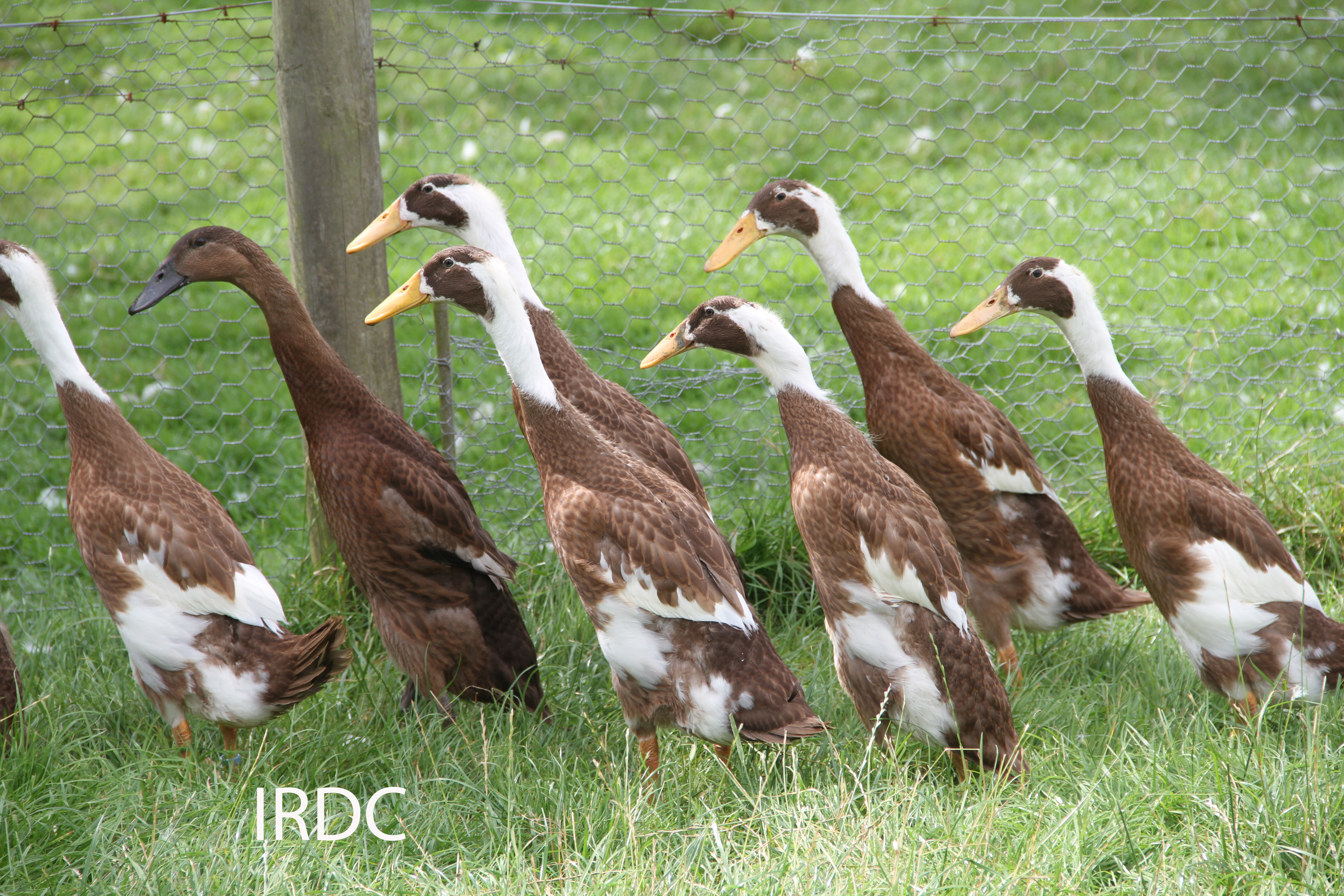 Picure of fawn and white juveniles