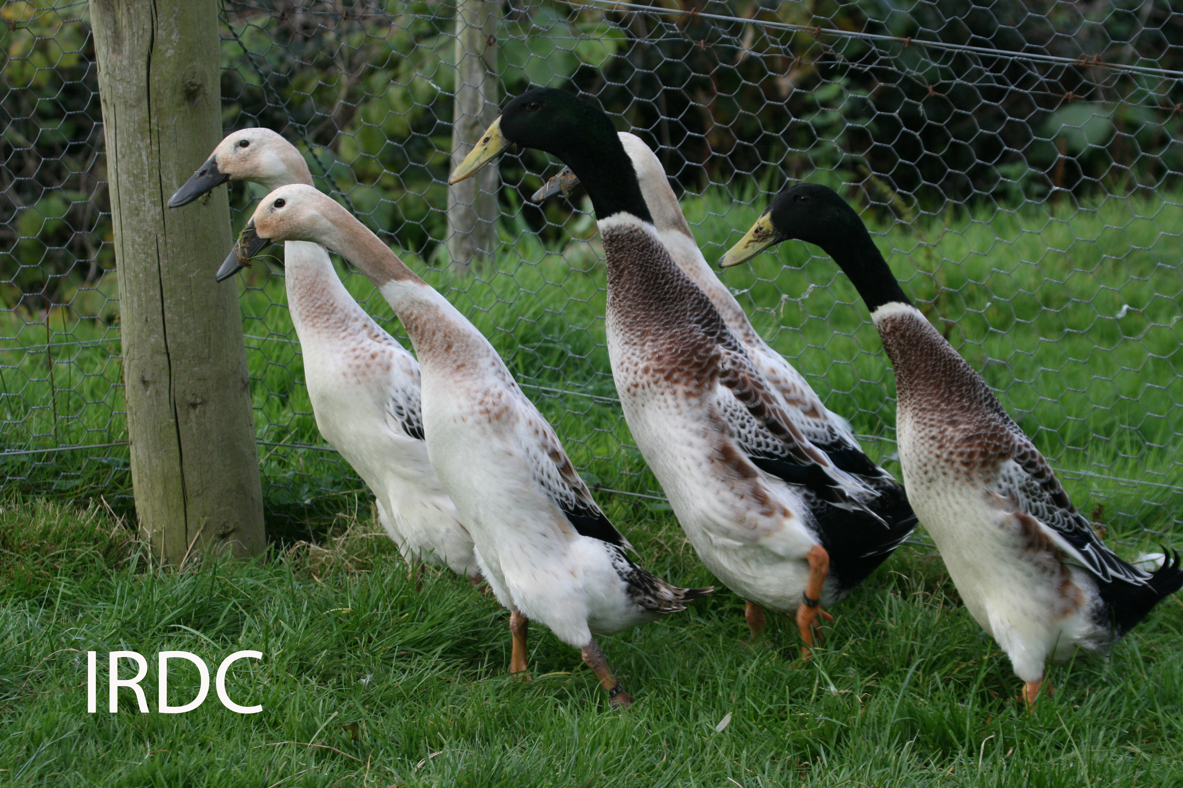 Picure of German Abacot Ranger (Streicher) ducks
