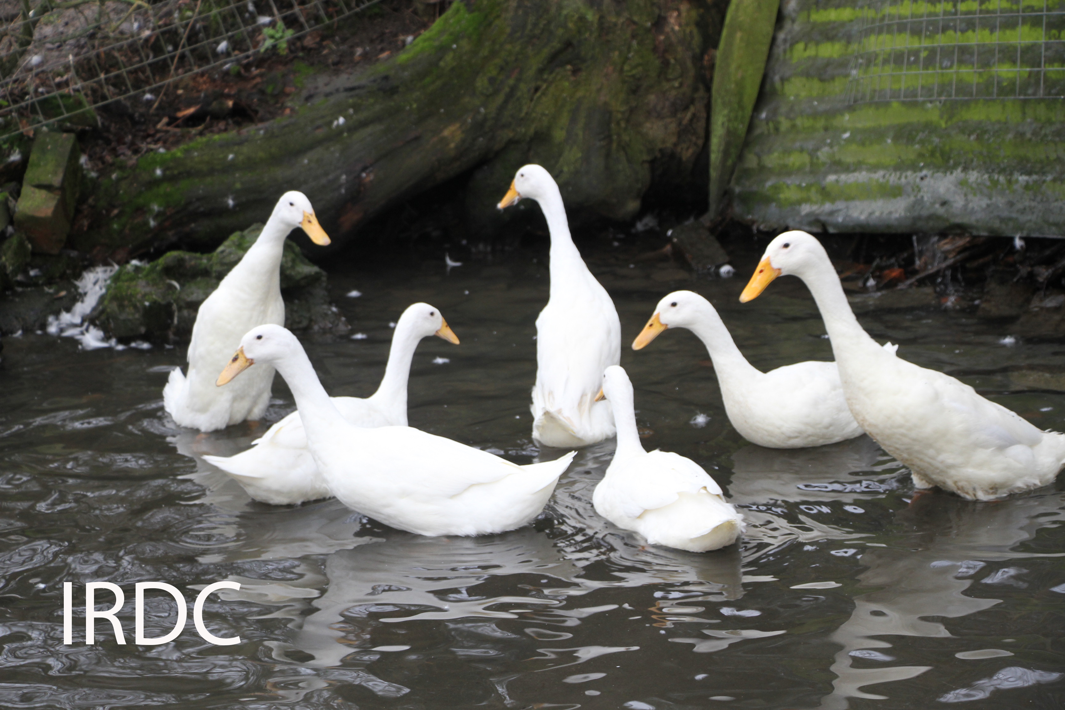 Picure of white female runner ducks