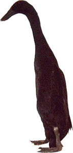 Black Drake