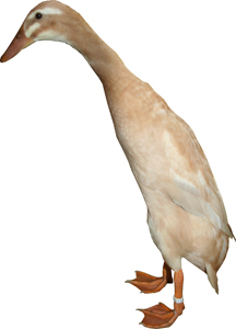 Apricot Trout Duck