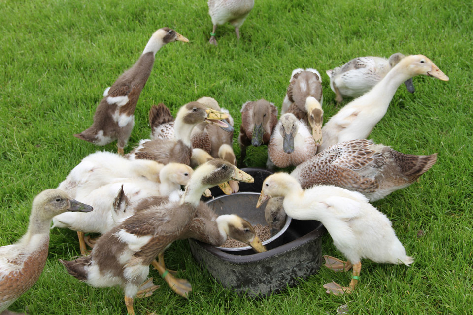Picture of ducklings feeding