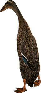 Mallard Duck